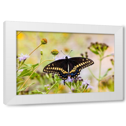 Black swallowtail butterfly feeding White Modern Wood Framed Art Print by Ditto, Larry