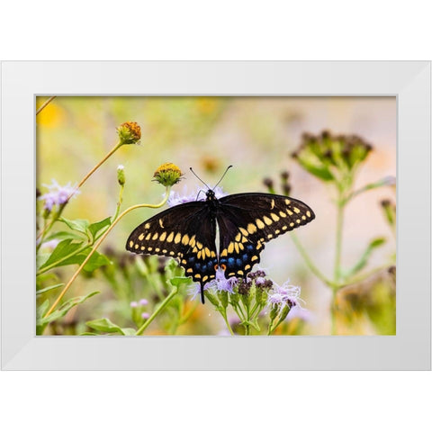 Black swallowtail butterfly feeding White Modern Wood Framed Art Print by Ditto, Larry