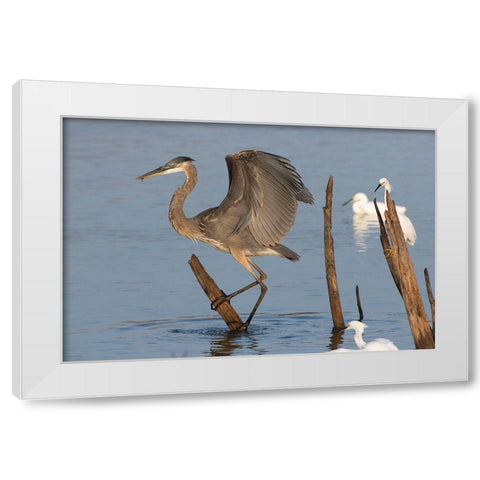 Great blue heron (Ardea Herodias) landing White Modern Wood Framed Art Print by Ditto, Larry