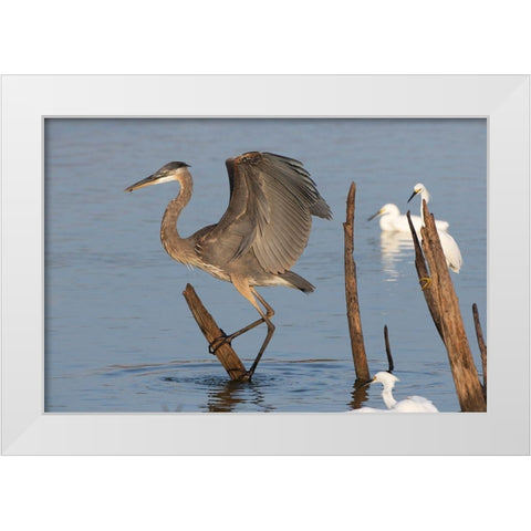 Great blue heron (Ardea Herodias) landing White Modern Wood Framed Art Print by Ditto, Larry