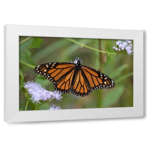 Monarch (Danaus Plexippus) feeding White Modern Wood Framed Art Print by Ditto, Larry