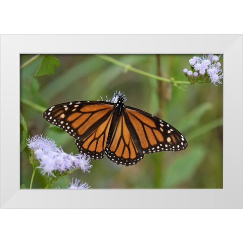 Monarch (Danaus Plexippus) feeding White Modern Wood Framed Art Print by Ditto, Larry