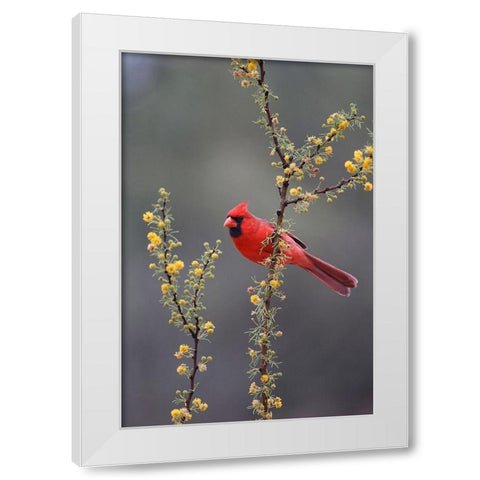 Northern cardinal perched in tree White Modern Wood Framed Art Print by Ditto, Larry
