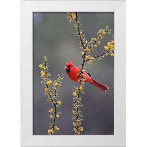 Northern cardinal perched in tree White Modern Wood Framed Art Print by Ditto, Larry