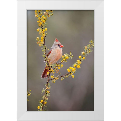 Northern cardinal perched White Modern Wood Framed Art Print by Ditto, Larry