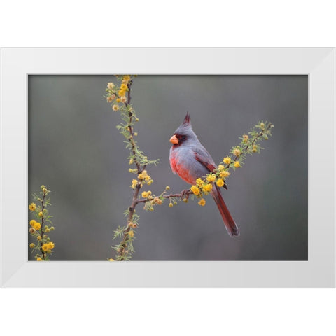 Pyrrhuloxia (Cardinalis sinuatus) perched in blooming Huisachillo bush White Modern Wood Framed Art Print by Ditto, Larry