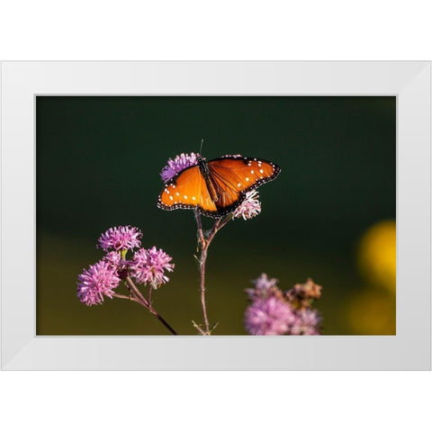 Queen (Danaus gilippus) feeding at aster flowers White Modern Wood Framed Art Print by Ditto, Larry