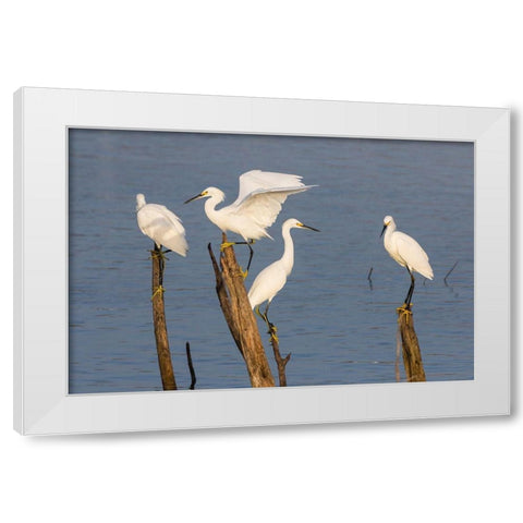Snowy egrets (Egretta thula) perched White Modern Wood Framed Art Print by Ditto, Larry