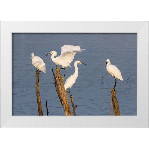 Snowy egrets (Egretta thula) perched White Modern Wood Framed Art Print by Ditto, Larry