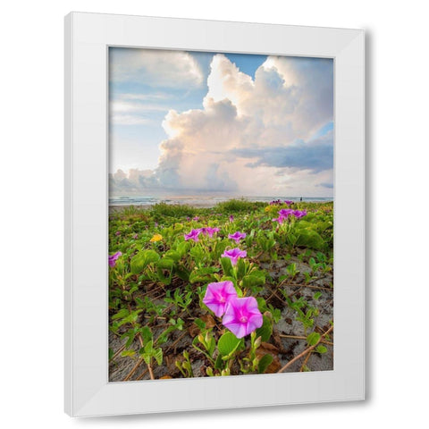 Beach morning glory in bloom White Modern Wood Framed Art Print by Ditto, Larry