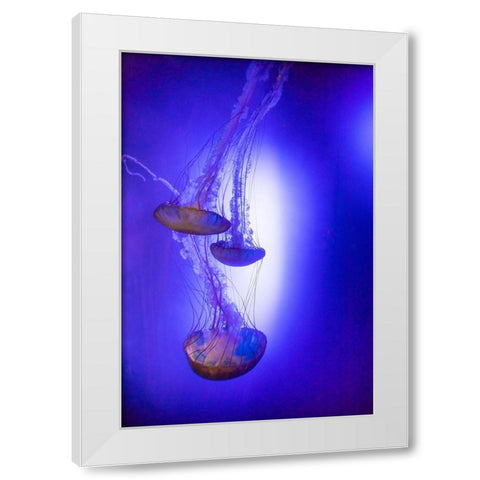 Jellyfish in aquarium exhibit White Modern Wood Framed Art Print by Ditto, Larry