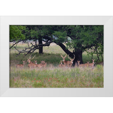 Axis Deer (Axis axis) herd White Modern Wood Framed Art Print by Ditto, Larry