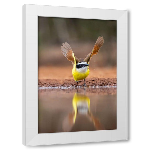 Great Kiskadee (Pitangus sulphuratus) flushing White Modern Wood Framed Art Print by Ditto, Larry