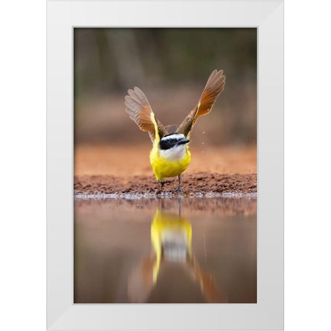 Great Kiskadee (Pitangus sulphuratus) flushing White Modern Wood Framed Art Print by Ditto, Larry