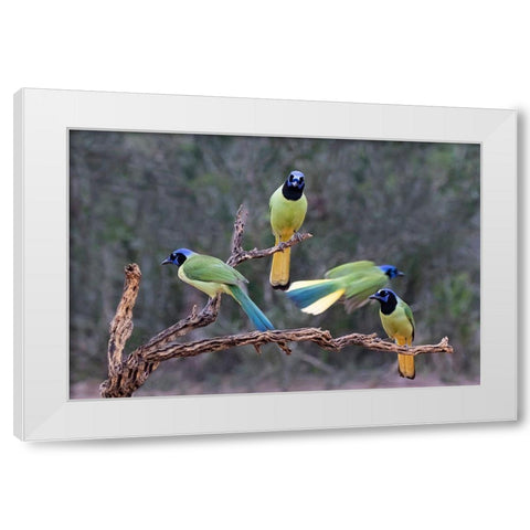 Green Jays (Cyanocorax yncas) perched White Modern Wood Framed Art Print by Ditto, Larry