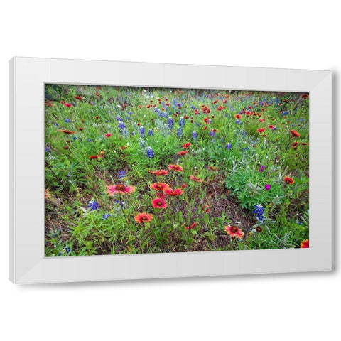 Firewheels and Bluebonnets White Modern Wood Framed Art Print by Ditto, Larry