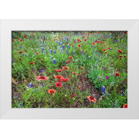 Firewheels and Bluebonnets White Modern Wood Framed Art Print by Ditto, Larry