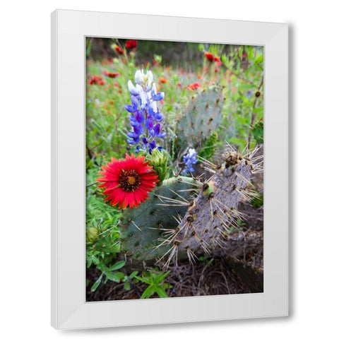Firewheels and Bluebonnets with Prickly Pear Cactus White Modern Wood Framed Art Print by Ditto, Larry