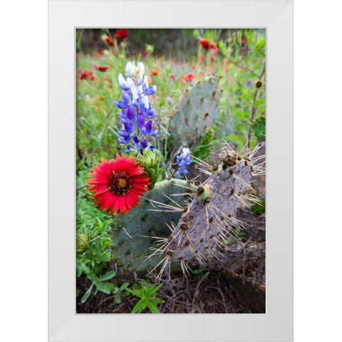 Firewheels and Bluebonnets with Prickly Pear Cactus White Modern Wood Framed Art Print by Ditto, Larry