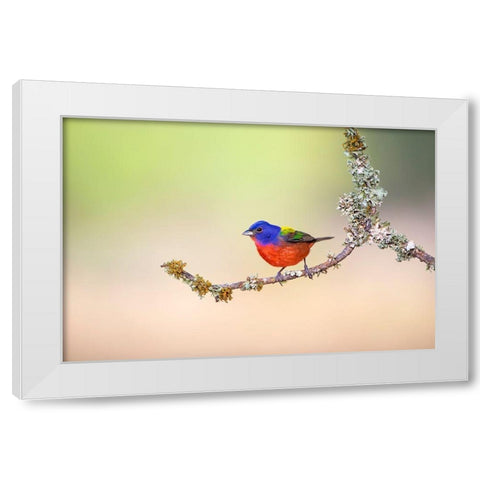 Painted Bunting (Passerina ciris) perched on lichen-covered limb White Modern Wood Framed Art Print by Ditto, Larry