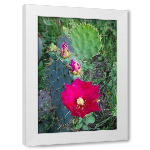 Prickly Pear Cactus (Opuntia sp) blooming White Modern Wood Framed Art Print by Ditto, Larry