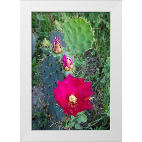 Prickly Pear Cactus (Opuntia sp) blooming White Modern Wood Framed Art Print by Ditto, Larry
