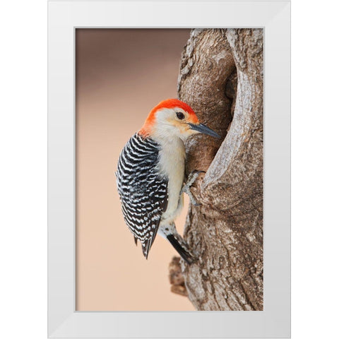 Red-bellied Woodpecker (Melanerpes carolinus) foraging White Modern Wood Framed Art Print by Ditto, Larry