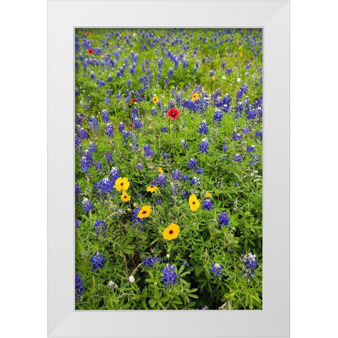 Wildflowers including Texas Bluebonnets (Lupinus texensis) and Slender Greenthread White Modern Wood Framed Art Print by Ditto, Larry