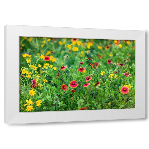 Firewheels (Gaillardia pulchella) in bloom White Modern Wood Framed Art Print by Ditto, Larry