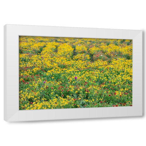 Texas Wildflowers White Modern Wood Framed Art Print by Ditto, Larry