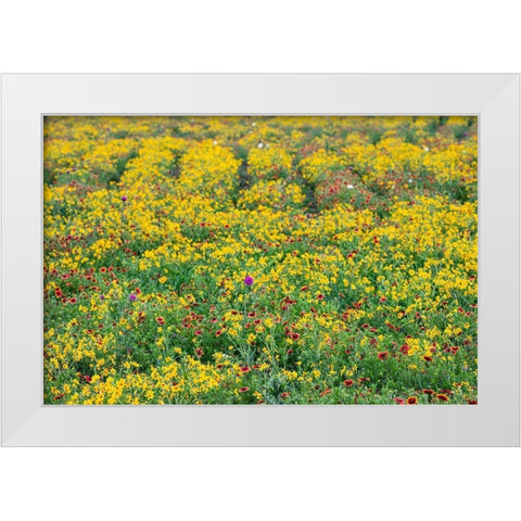Texas Wildflowers White Modern Wood Framed Art Print by Ditto, Larry