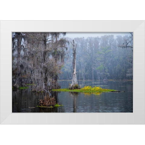 Caddo Lake morning White Modern Wood Framed Art Print by Ditto, Larry