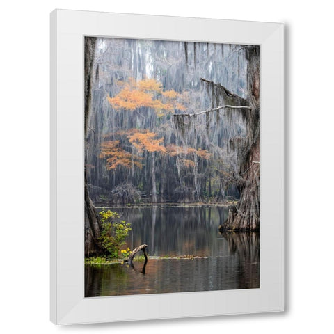 Caddo Lake- Texas White Modern Wood Framed Art Print by Ditto, Larry