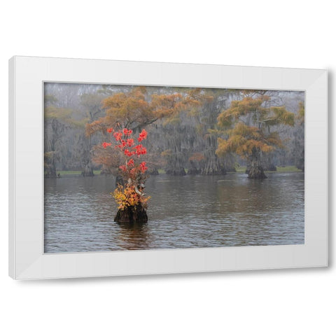 Caddo Lake- Texas with Chinese tallow in fall color White Modern Wood Framed Art Print by Ditto, Larry