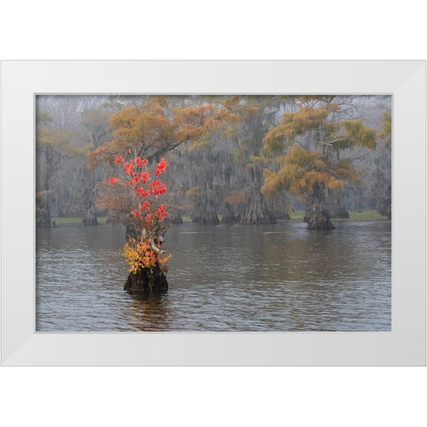 Caddo Lake- Texas with Chinese tallow in fall color White Modern Wood Framed Art Print by Ditto, Larry