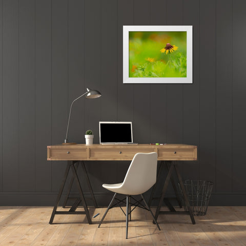 Butterfly garden at the Willows trail-Anahuac National Wildlife Refuge-Texas White Modern Wood Framed Art Print by Pryor, Maresa