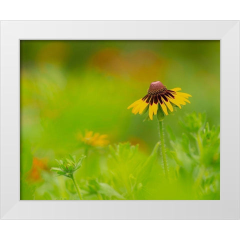 Butterfly garden at the Willows trail-Anahuac National Wildlife Refuge-Texas White Modern Wood Framed Art Print by Pryor, Maresa