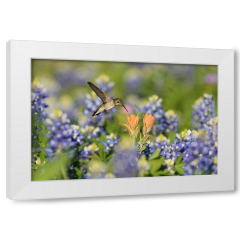 Black-Chinned Hummingbird White Modern Wood Framed Art Print by Nussbaumer, Rolf