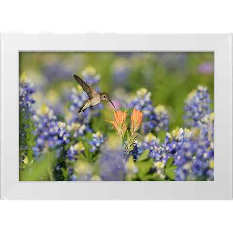 Black-Chinned Hummingbird White Modern Wood Framed Art Print by Nussbaumer, Rolf