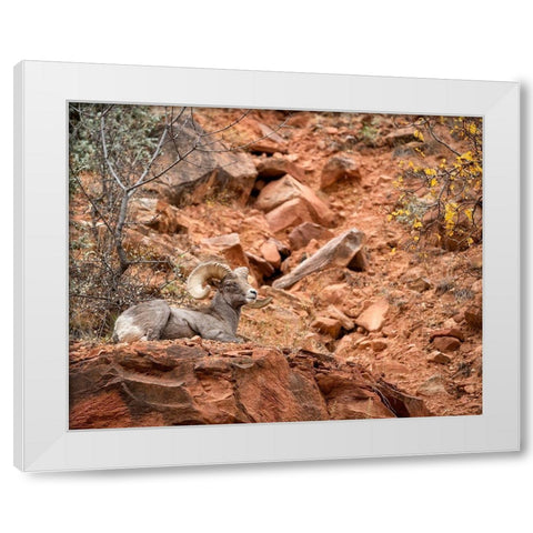 Utah-Zion National Park-Bighorn sheep ram surveys his domain White Modern Wood Framed Art Print by Collins, Ann