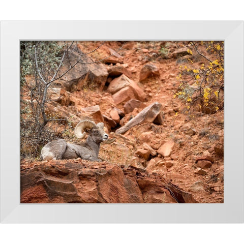 Utah-Zion National Park-Bighorn sheep ram surveys his domain White Modern Wood Framed Art Print by Collins, Ann