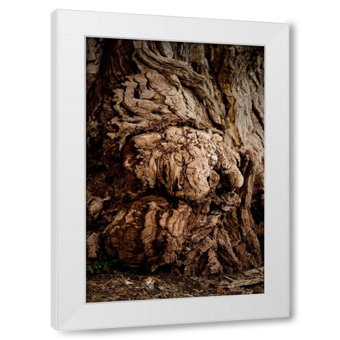 USA-Utah-Torrey Capitol Reef National Park-The Mail Tree-Fremont Cottonwood White Modern Wood Framed Art Print by Friel, Bernard