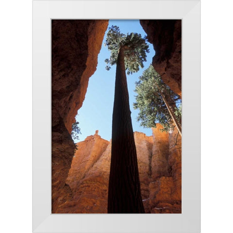 UT, Bryce Canyon Tall pine in Wall Street canyon White Modern Wood Framed Art Print by Young, Bill