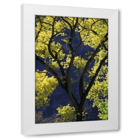 UT, Zion NP, Grotto Backlit cottonwood in autumn White Modern Wood Framed Art Print by Young, Bill