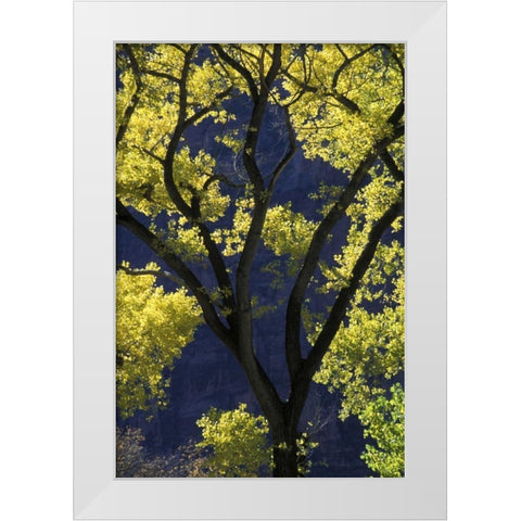 UT, Zion NP, Grotto Backlit cottonwood in autumn White Modern Wood Framed Art Print by Young, Bill