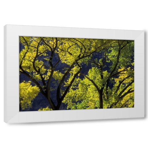 UT, Zion NP, Grotto Backlit cottonwood in autumn White Modern Wood Framed Art Print by Young, Bill