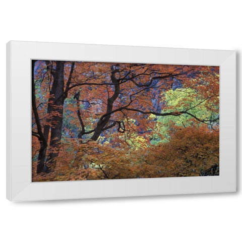 UT, Zion NP Maple tree with orange autumn leaves White Modern Wood Framed Art Print by Young, Bill