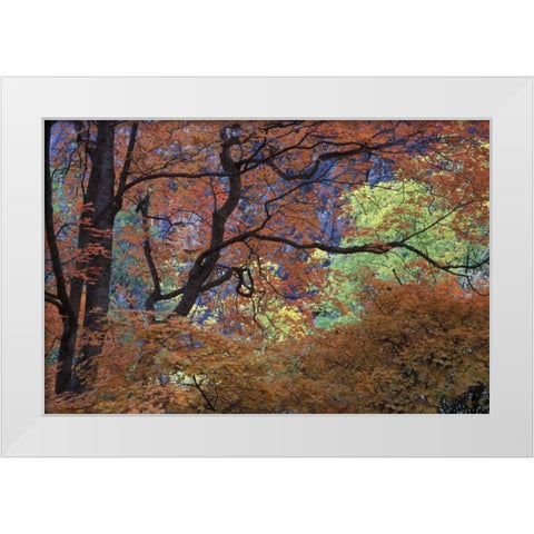 UT, Zion NP Maple tree with orange autumn leaves White Modern Wood Framed Art Print by Young, Bill