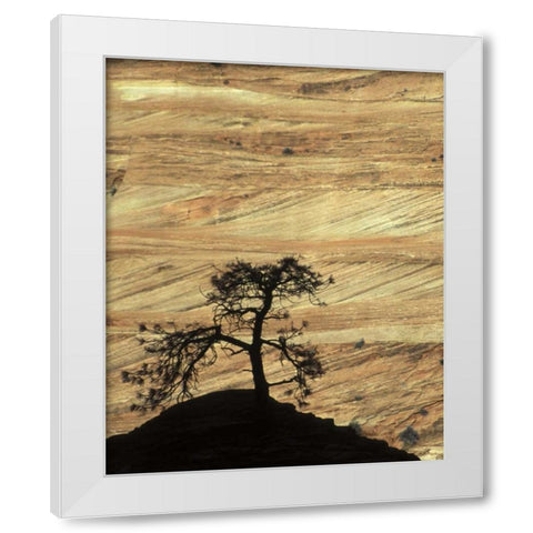 UT, Zion NP Pine tree silhouetted against rock White Modern Wood Framed Art Print by Young, Bill