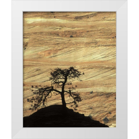 UT, Zion NP Pine tree silhouetted against rock White Modern Wood Framed Art Print by Young, Bill